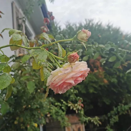 Petit Nid